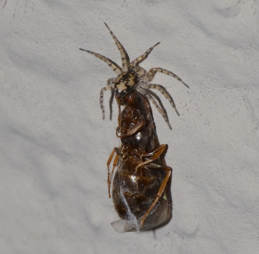 Lasius sp. predata da ragno